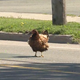 Image: CBC News
